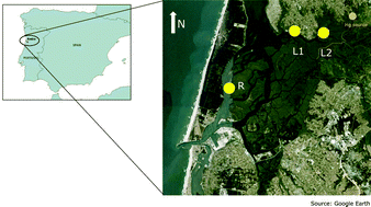 Graphical abstract: Mercury distribution in key tissues of fish (Liza aurata) inhabiting a contaminated estuary—implications for human and ecosystem health risk assessment