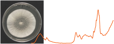 Graphical abstract: A novel procedure for strain classification of fungal mycelium by cluster and artificial neural network analysis of Fourier transform infrared (FTIR) spectra