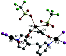 Graphical abstract: Na+ and Ca2+ ion selective pyridylcarboxylate rings of Pd(II) and Pt(II)