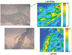 Graphical abstract: Micro ATR-FTIRspectroscopic imaging of atherosclerosis: an investigation of the contribution of inducible nitric oxide synthase to lesion composition in ApoE-null mice