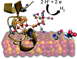 Graphical abstract: Hydrogenase cluster biosynthesis: organometallic chemistry nature's way