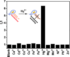 Graphical abstract: Oligonucleotide-stabilized Ag nanoclusters as novel fluorescence probes for the highly selective and sensitive detection of the Hg2+ ion