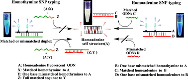 Graphical abstract: Homoadenine signalling system for SNP typing