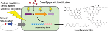 Graphical abstract: Triggering cryptic natural product biosynthesis in microorganisms
