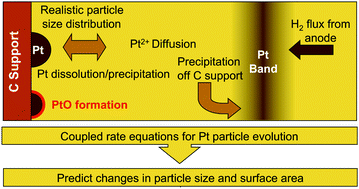 Graphical abstract: Pt nanoparticle stability in PEM fuel cells: influence of particle size distribution and crossover hydrogen