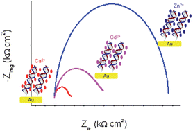 Graphical abstract: Interaction of metal ions and DNA films on gold surfaces: an electrochemical impedance study