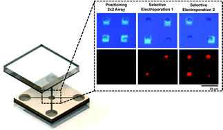 Graphical abstract: Parallel single-cell light-induced electroporation and dielectrophoretic manipulation