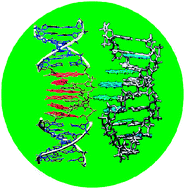 Graphical abstract: DNA as a supramolecular framework for the helical arrangements of chromophores: towards photoactive DNA-based nanomaterials