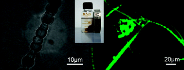 Graphical abstract: Multifunctional necklace-like Cu@cross-linked poly(vinyl alcohol) microcables with fluorescent property and their manipulation by an external magnet