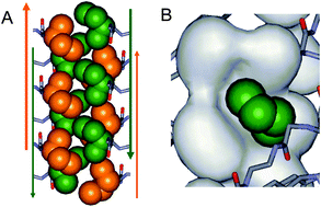 Graphical abstract: Crystal structures of the HCl salts of pseudopeptidic macrocycles display “knobs into holes” hydrophobic interactions between aliphatic side chains