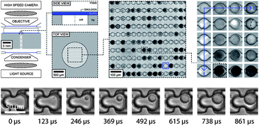 Graphical abstract: Nucleation and solidification in static arrays of monodisperse drops