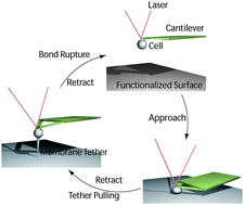 Graphical abstract: Linking single integrin–ligand bond properties to cell adhesiveness under external forces exemplified by the VLA-4–VCAM-1 bond