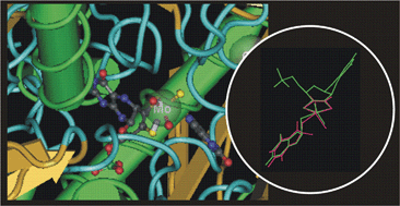 Graphical abstract: Density-functional theory models of xanthine oxidoreductase activity: comparison of substrate tautomerization and protonation