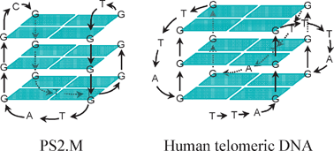 Graphical abstract: Human telomeric DNA sequences have a peroxidaseapoenzyme activity