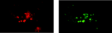 Graphical abstract: The mechanism of cell uptake for luminescent lanthanide optical probes: the role of macropinocytosis and the effect of enhanced membrane permeability on compartmentalisation