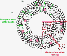 Graphical abstract: Photosensitizing properties of chlorins in solution and in membrane-mimicking systems