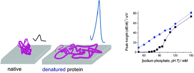 Graphical abstract: Ionic strength-dependent structural transition of proteins at electrode surfaces
