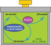 Graphical abstract: Dynamic kinetic resolution of rac-1-phenylethanol in supercritical carbon dioxide