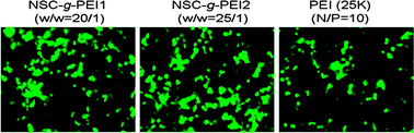 Graphical abstract: N-Succinyl-chitosan grafted with low molecular weight polyethylenimine as a serum-resistant gene vector