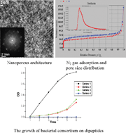 Graphical abstract: Water soluble synthetic dieptide-based biodegradable nanoporous materials