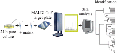 Graphical abstract: Rapid identification of Burkholderia cepacia complex species including strains of the novel Taxon K, recovered from cystic fibrosis patients by intact cell MALDI-ToF mass spectrometry