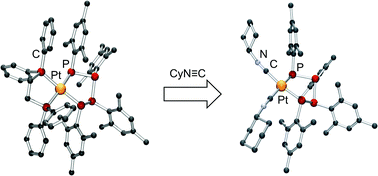 Graphical abstract: Platinum(II) tetramesityltetraphosphane-1,4-diides