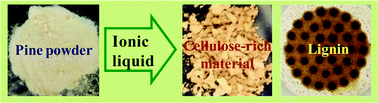 Graphical abstract: Complete dissolution and partial delignification of wood in the ionic liquid 1-ethyl-3-methylimidazolium acetate