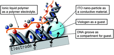 Graphical abstract: Quasi-reversible electrochromic behavior of alkyl viologens dispersed mono-molecularly in double-stranded DNA chains