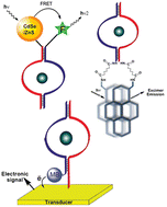 Graphical abstract: Self-assembly of supramolecular aptamer structures for optical or electrochemical sensing