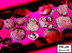 Graphical abstract: Crystal structure determination of the elusive paracetamol Form III