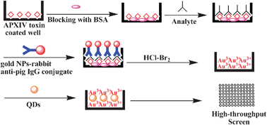 Graphical abstract: Quantum dots-gold(iii)-based indirect fluorescence immunoassay for high-throughput screening of APP