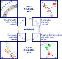 Graphical abstract: Drug loaded microbubble design for ultrasound triggered delivery