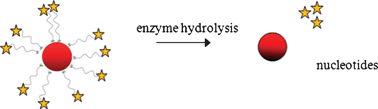 Graphical abstract: Quantitation of biomolecules conjugated to nanoparticles by enzyme hydrolysis