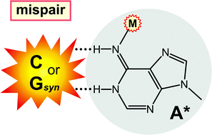 Graphical abstract: Promotion of rare nucleobase tautomers by metal binding