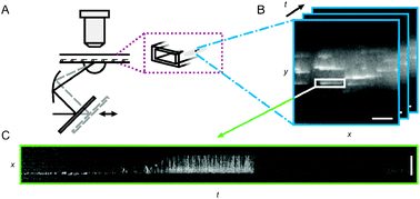 Graphical abstract: Screening by imaging: scaling up single-DNA-molecule analysis with a novel parabolic VA-TIRF reflector and noise-reduction techniques