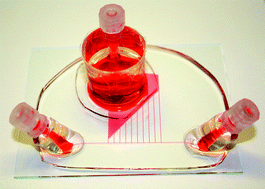 Graphical abstract: A novel multishear microdevice for studying cell mechanics