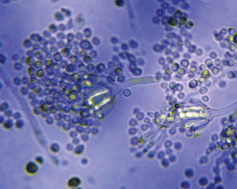 Graphical abstract: Exploring fungal activity in the presence of ionic liquids