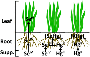 Graphical abstract: The effect of Se antagonism on the metabolic fate of Hg in Allium fistulosum