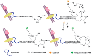 Graphical abstract: Using aptamers evolved from cell-SELEX to engineer a molecular delivery platform