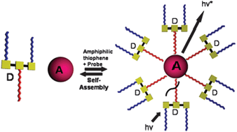 Graphical abstract: Amphiphilic conjugated thiophenes for self-assembling antenna systems in water