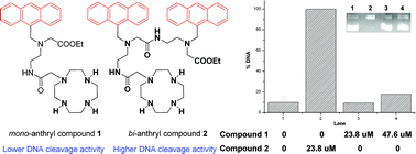 Graphical abstract: Synthesis, DNA binding and photocleavage study of novel anthracene-appended macrocyclic polyamines