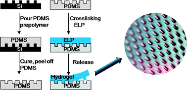 Graphical abstract: 3D microstructuring of smart bioactive hydrogels based on recombinant elastin-like polymers