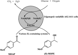 Graphical abstract: Biocatalytic anti-Prelog stereoselective reduction of 4′-methoxyacetophenone to (R)-1-(4-methoxyphenyl)ethanol with immobilized Trigonopsis variabilis AS2.1611 cells using an ionic liquid-containing medium