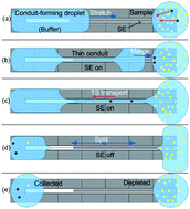 Graphical abstract: Fluidic conduits for highly efficient purification of target species in EWOD-driven droplet microfluidics