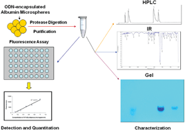 Graphical abstract: A methodology for quantitation and characterization of oligonucleotides in albumin microspheres