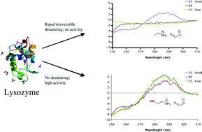 Graphical abstract: Activity and thermal stability of lysozyme in alkylammonium formate ionic liquids—influence of cation modification