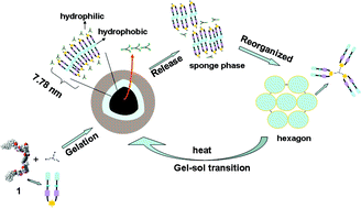 Graphical abstract: Gelation induced reversible syneresis via structural evolution