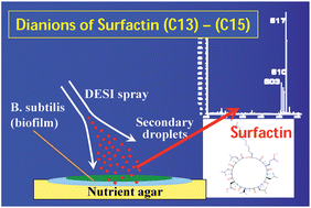 Graphical abstract: In vivo recognition of Bacillus subtilis by desorption electrospray ionization mass spectrometry (DESI-MS)