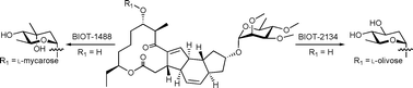 Graphical abstract: Glycosylation engineering of spinosyn analogues containing an l-olivose moiety