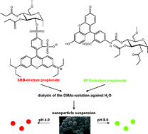 Graphical abstract: Evaluation of fluorescent polysaccharide nanoparticles for pH-sensing